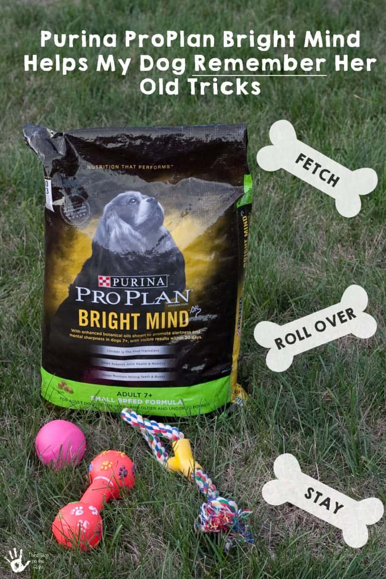 Purina Pro Plan Bright Mind Helps My Dog Remember Her Old Tricks