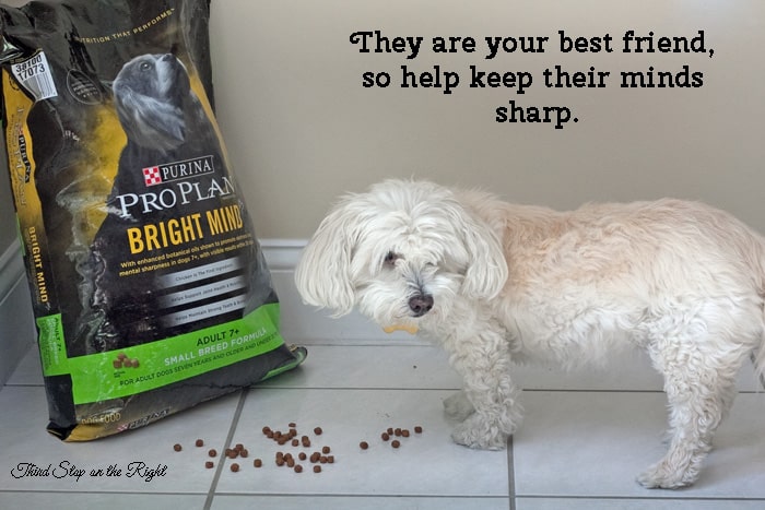 Purina ProPlan Bright Mind Helps My Senior Dog’s Mind Sharp
