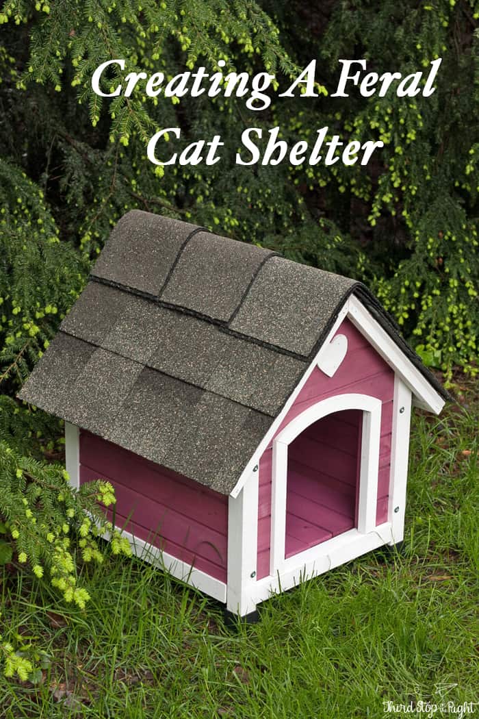 Protect Them From the Elements With a Feral Cat Shelter