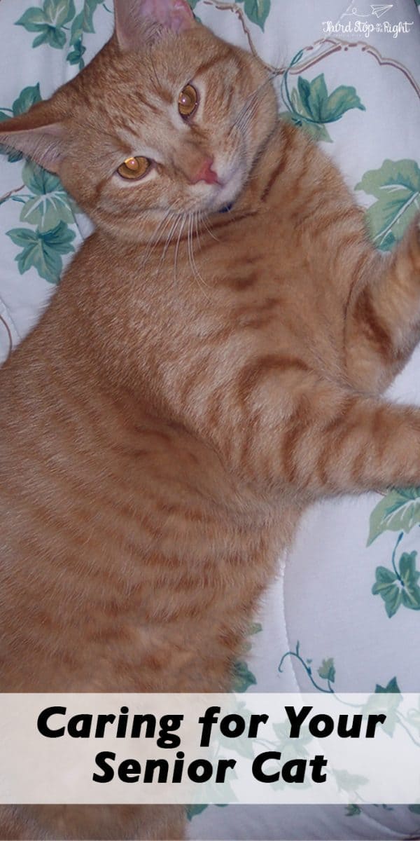 Tips For Caring For a Senior Cat- Third Stop on the Right