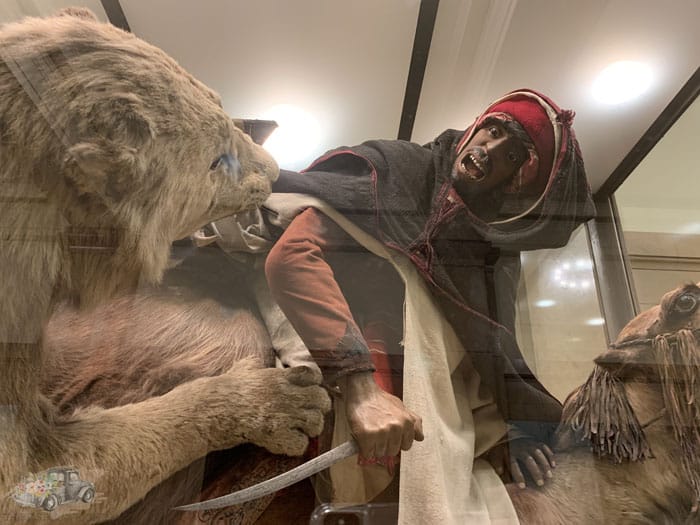 The Mystery of the Lion Attacking A Dromedary Diorama