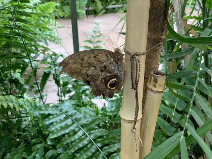 Butterfly Atrium at Hershey Gardens